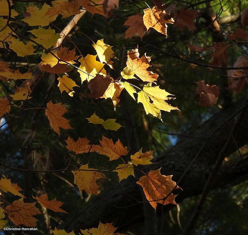 Autumn 2025