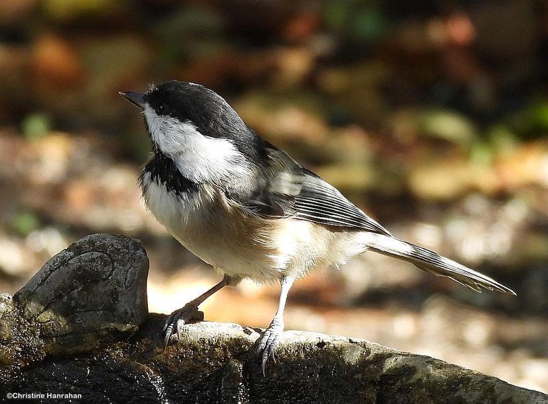 Black-capped chickadee