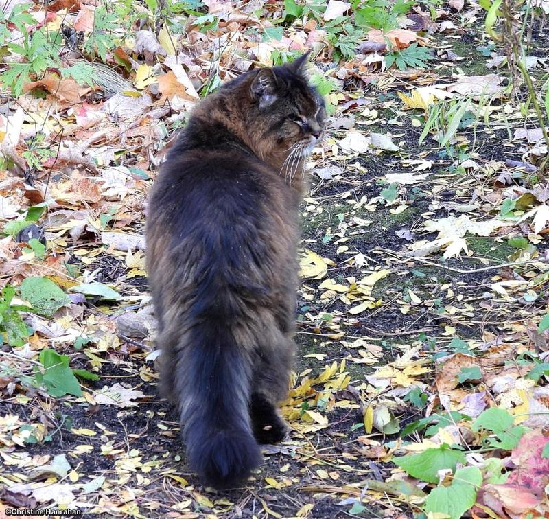 Out for a short stroll