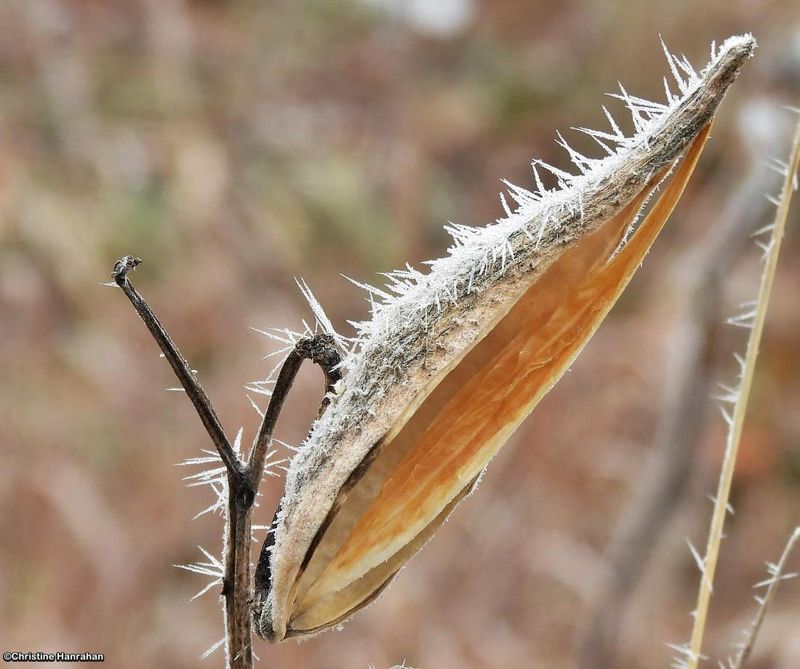 Milkweed pod