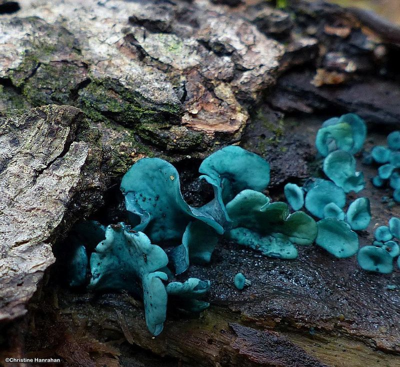 Blue Stain Fungus (Chlorociboria aeruginascens)
