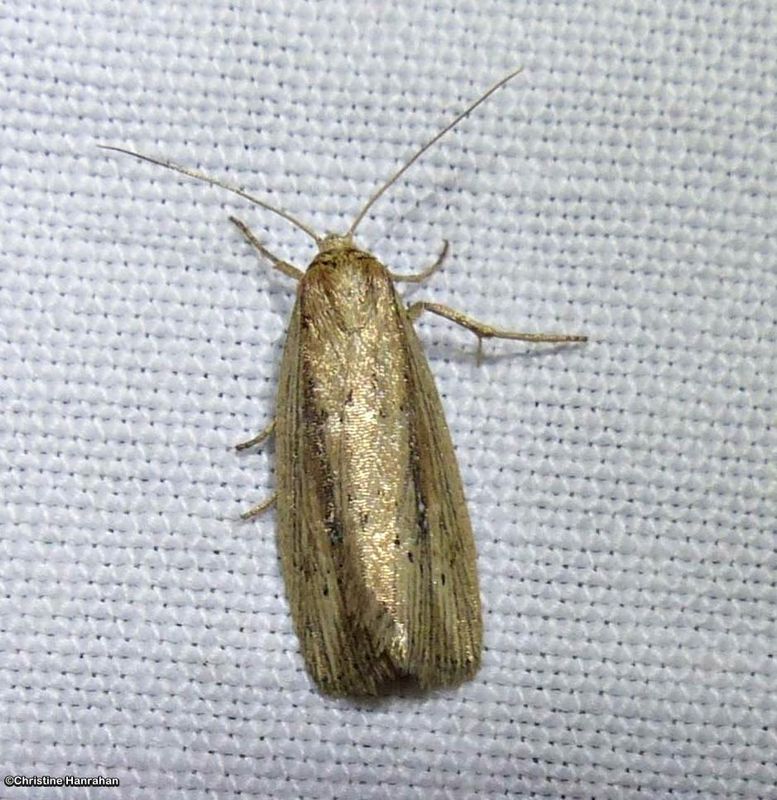 Owlet Moths (Family: Noctuidae) 8536 - 11043