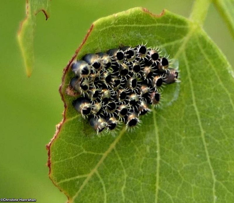 Stinkbug Eggs (Pentatomidae)