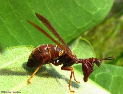 Brown mantisfly (<em>Climaciella brunnea</em>) on milkweed