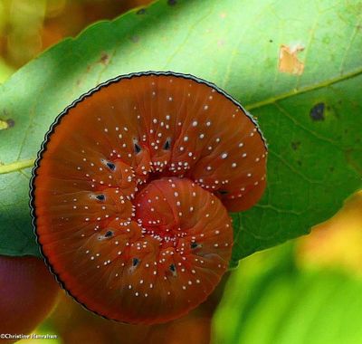 Sawflies (Suborder Symphyta)  (11 galleries)