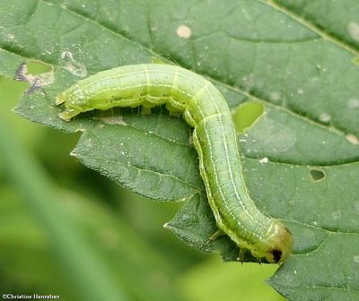 Veiled ear moth caterpillar  (<em>Loscopia velata</em>), #9454  [June 14]