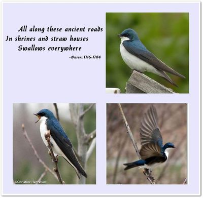Swallows...