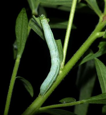 Green leuconycta moth caterpillar  (<em>Leuconycta diphteroides</em>),  #9065  [July 31]