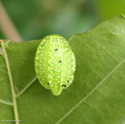 Yellow-shouldered slug moth caterpillar  (<em>Lithacodes fasciola</em>), #4665  [August 22]