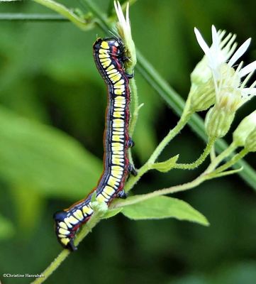 Brown-hooded owlet moth caterpillar  (<em>Cucullia convexipennis</em>), #10202  [August 27]