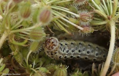 Carrot seed moth caterpillar  (<em>Sitochroa palealis</em>), #4986.1  [August 25]