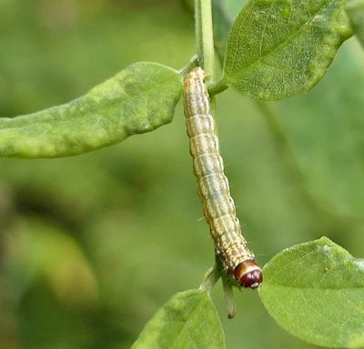 Dusky-backed filatima moth caterpillar (<em>Filatima pseudacaciella</em>), #2169  [August 18]