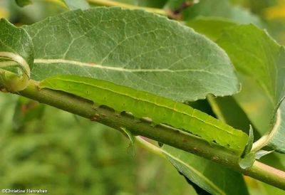 The herald moth caterpillar (<em>Scoliopteryx libatrix</em>), #8555  [August 10]