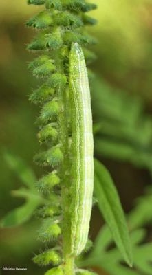 Noctuid moth caterpillar