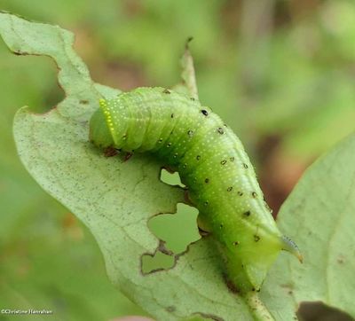 Hummingbird moth caterpillar (<em>Hemaris thysbe</em>), #7853 [September 12]
