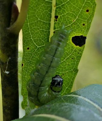 Pyraloidea moth caterpillar  [September 8]