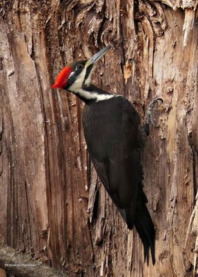 Pileated woodpecker