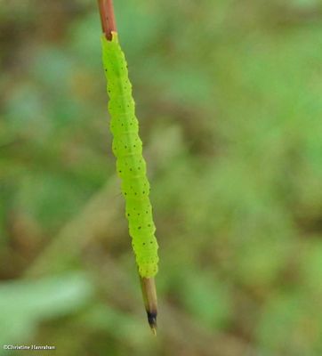 Erebidae moth (<em>Hypena</em> sp.)  [September 3]