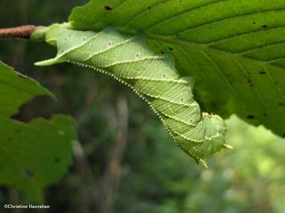 Elm sphinx moth caterpillar  (<em>Ceratomia amyntor</em>), #7786  [September 3]