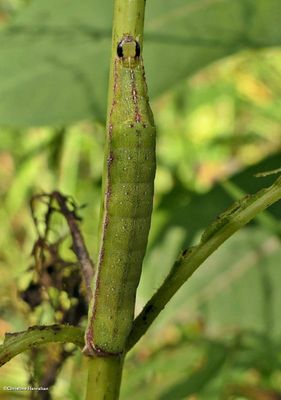 Dusky groundling moth caterpillar  (<em>Condica vecors</em>), #9696  [September 1]