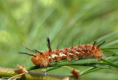 Eastern panthea moth caterpillar  (<em>Panthea furcilla</em>), #9182  [September 16]