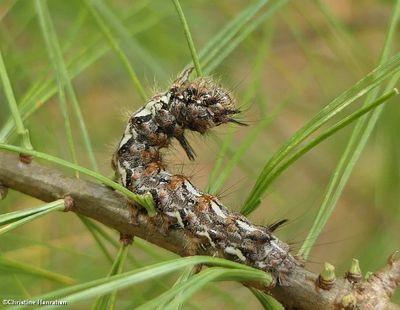 Eastern panthea moth caterpillar  (<em>Panthea furcilla</em>), #9182  [September 16]