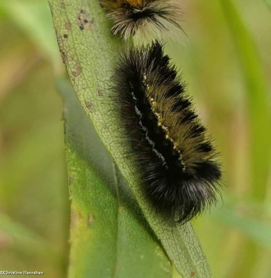 Virginia ctenucha moth caterpillar (<em>Ctenucha virginica</em>), #8262,  [October 12]