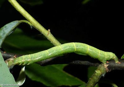 Geometrid caterpillars of Larose