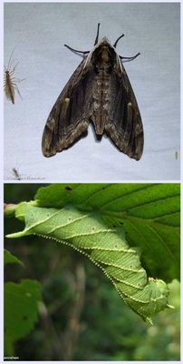 Elm sphinx moth and larva  (<em>Ceratomia amyntor</em>), #7786