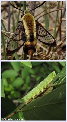 Sphinx Moths and Larvae (Family: Sphingidae): 7784 - 7885