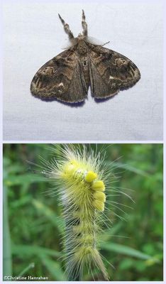 Tussock Moths and Larva (Family: Erebidae; Subfamily: Lymantriinae): 8293 - 8318 