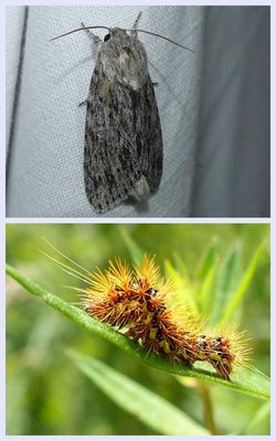 Smeared dagger mothand larva  (<em>Acronicta oblinita</em>), #9272 