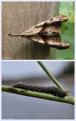 Dark-spotted palthis moth and larva (<em>Palthis angulalis</em>), #8397