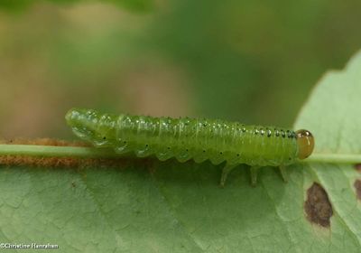 Sawfly larva (<em>Arge</em>)