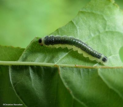 Sawfly larva (<em>Cladius</em> sp.)