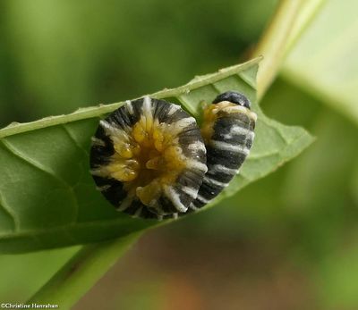 Dogwood sawfly larva (<em>Macremphytus</em>)