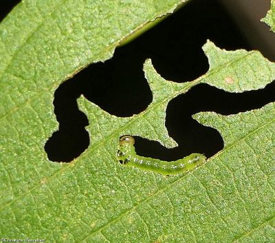 Elm sigzag sawfly (<em>ros leucopoda</em>)