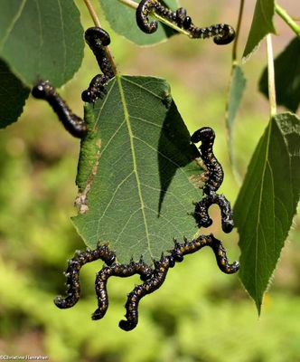 Sawfly larvae (<em>Nematus</em>)