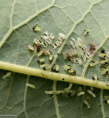 Sawfly larvae (Argidae)