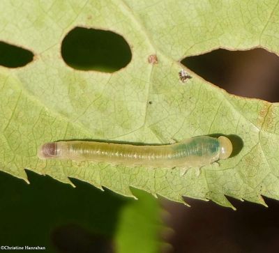 Sawfly (<em>Dineura militaris</em>)