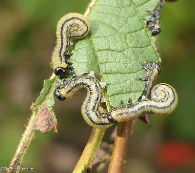 Striped alder sawfly larvae (<em>Hemichroa crocea</em>)