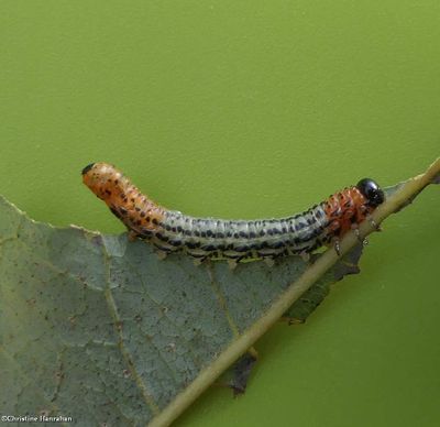 Willow sawfly larva (<em>Nematus</em>)