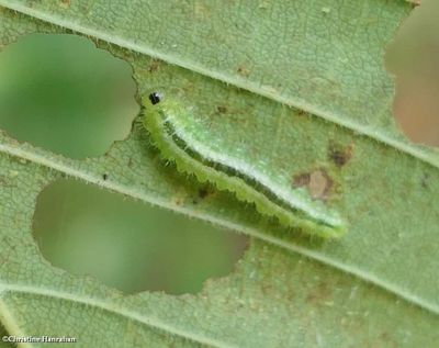 Sawfly larva (Tribe cladiini)
