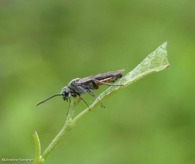 Sawfly (<em>Dolerus</em>)