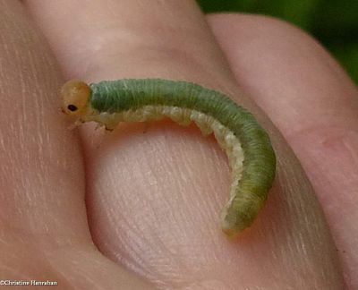 White-tipped sawfly larva (<em>Taxonus terminalis</em>)