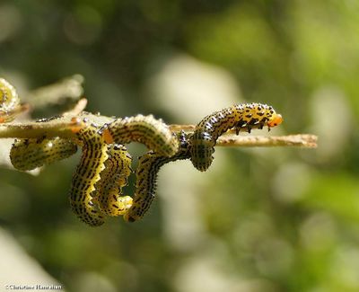 Birch sawfly larvae (<em>Arge pectoralis</em>)