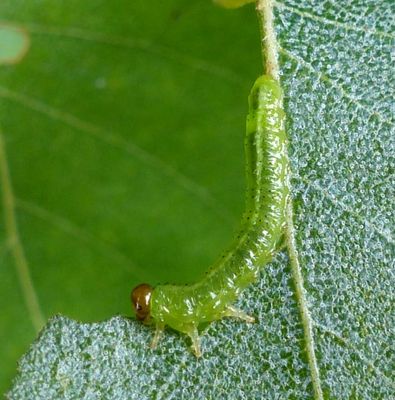 Sawfly larvae (Argidae)