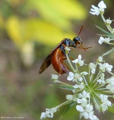 Sawfly (Argidae)