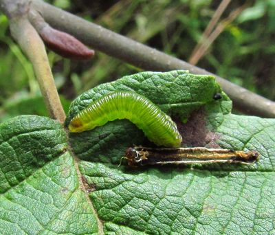 Sawfly larva (<em>Dimorphopteryx</em>)