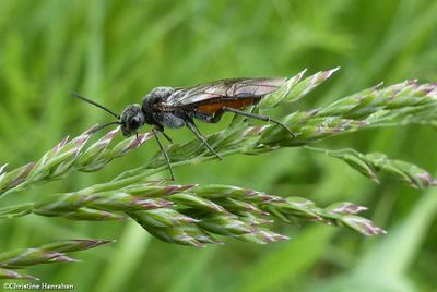 Sawfly (<em>Dolerus</em>)
